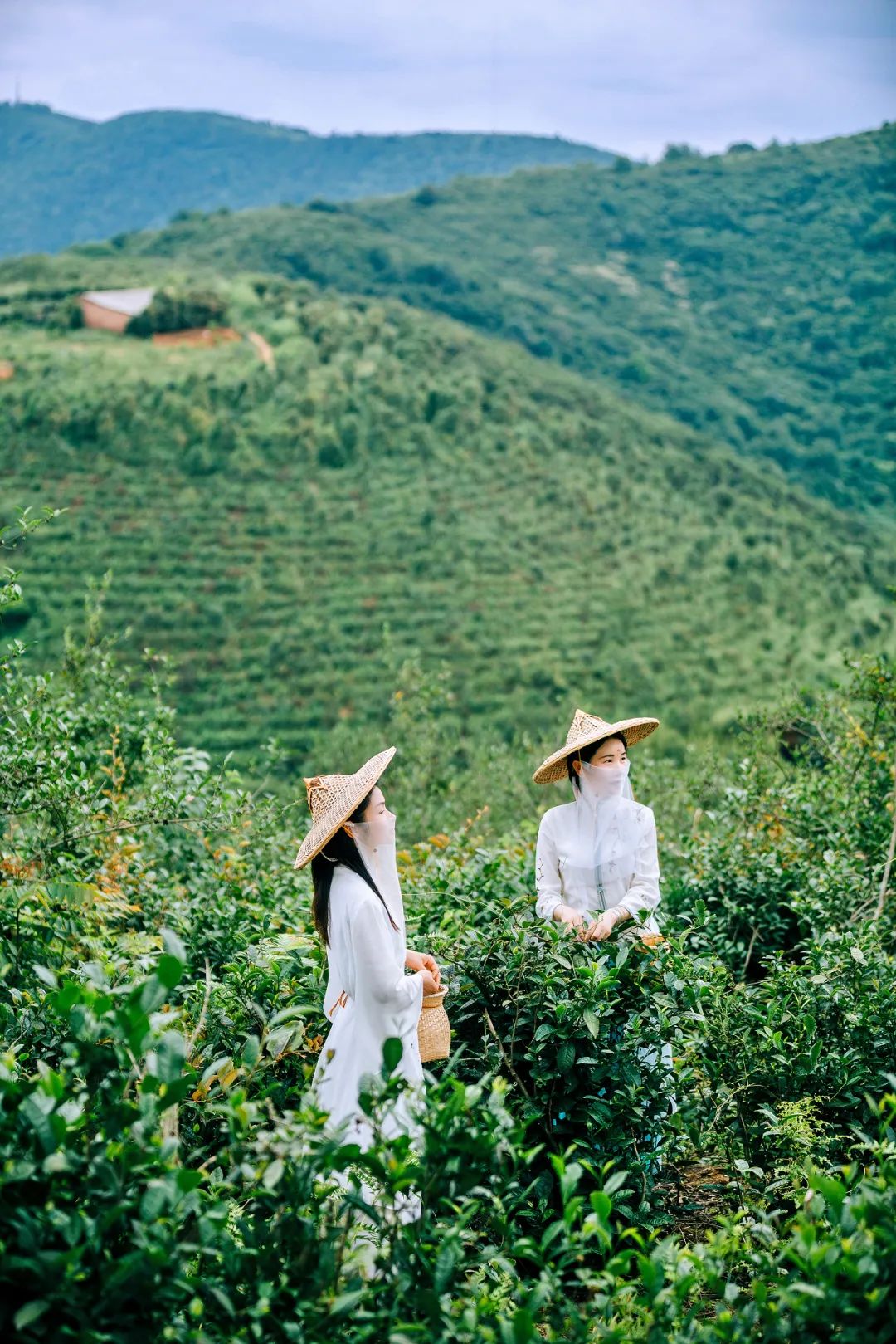 森林康养与中医药康养，带来全新的康养度假之旅奇妙体验